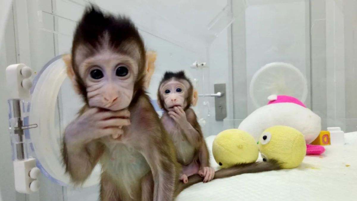 Así funciona el negocio millonario de los monos de laboratorio de las grandes farmacéuticas: 50.000 euros por macaco