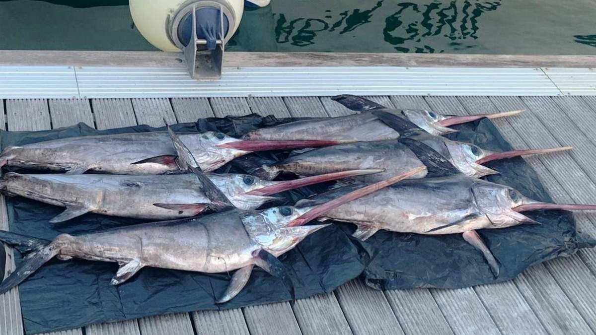 Pez espada decomisado en un muelle