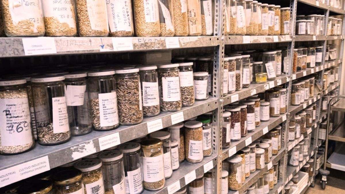 Alcalá de Henares, el 'Arca de Noé' europeo de las semillas que busca el 'supercereal' del futuro capaz de resistir la sequía