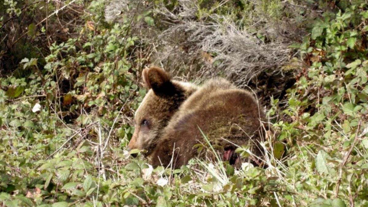 La Xunta, condenada a pagar 1.793 euros a un apicultor por los daños que el oso pardo le causó a sus colmenas