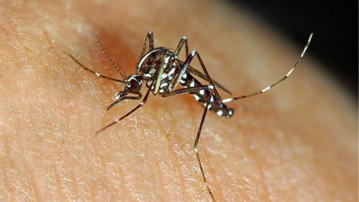"Tratamiento de choque", el plan para frenar el alto riego de los mosquitos del virus del Nilo tras la muerte de una mujer en España