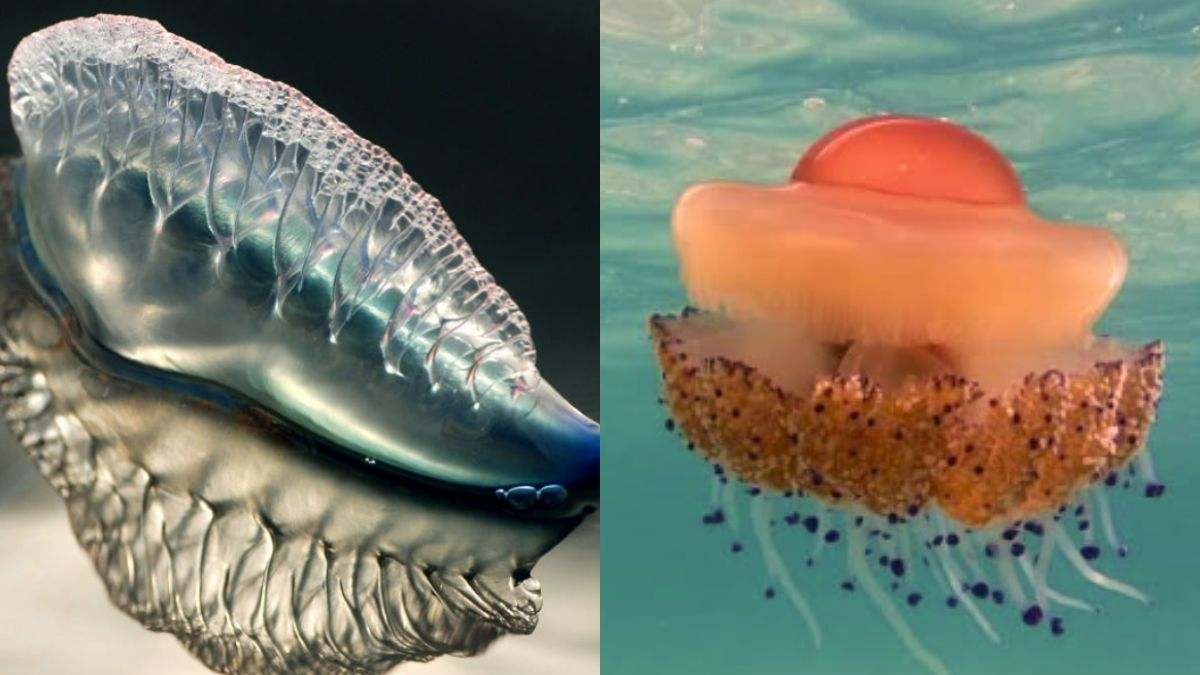Alerta de medusas 'huevo frito' y 'carabela portuguesa' en playas españolas: ¿cuál es peligrosa? ¿qué hacer si veo una?