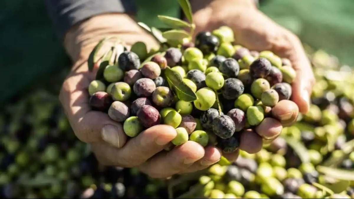 Aceitunas