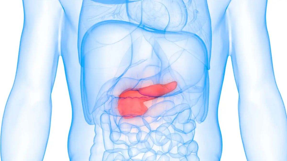 El páncreas es un órgano vital en el sistema digestivo y endocrino del cuerpo humano