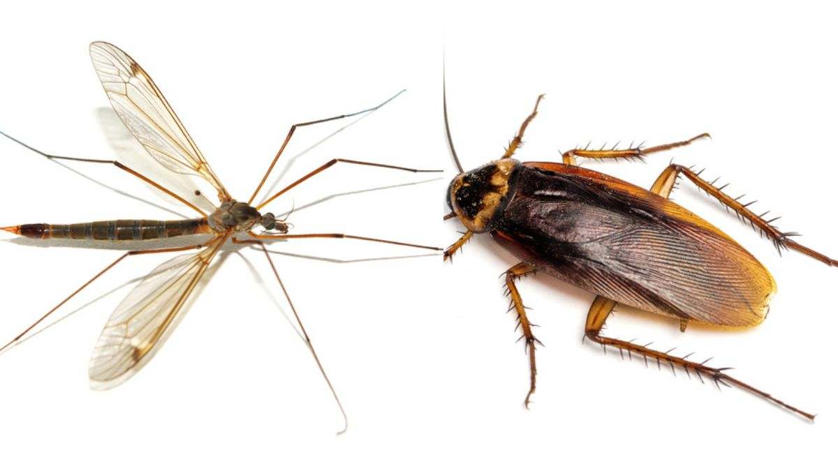 Del mosquito chupasangre a las cucarachas: las plagas de insectos más comunes en verano y métodos para combatirlas