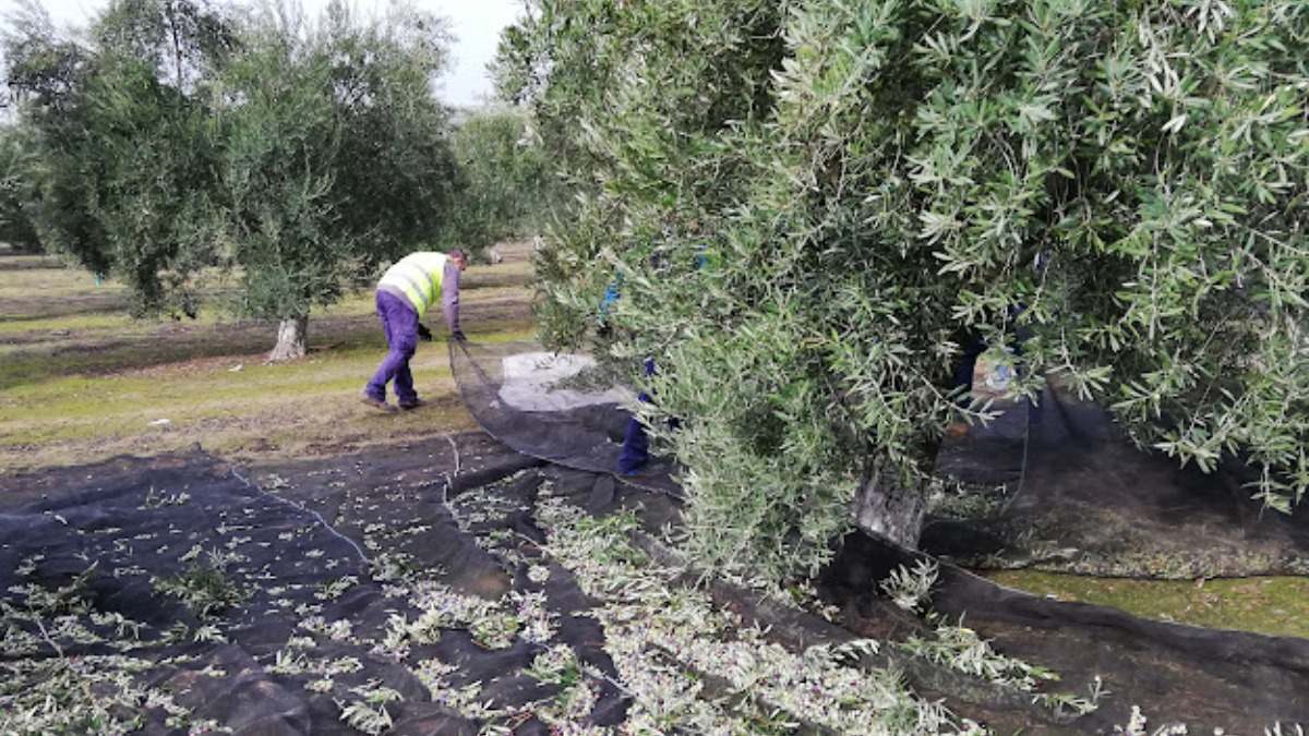 recogida-de-aceituna