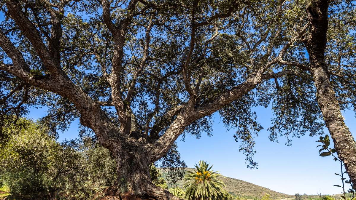 Foto de recurso de un árbol en una finca.