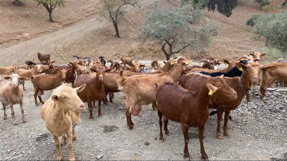 proyecto-gohealtj4goat-dcoop