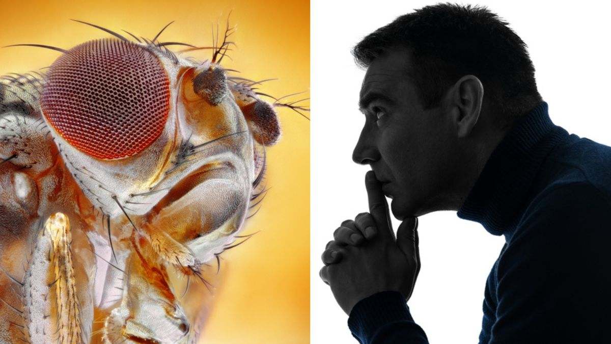 Científicos detectan la relación entre el cerebro de una mosca y el pensamiento humano: asi es el Google Maps del cableado del cerebro