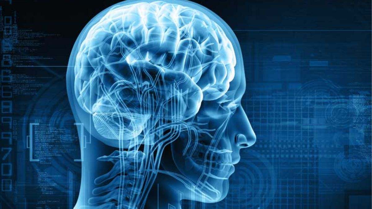 El cortisol desempeña un papel fundamental en el organismo