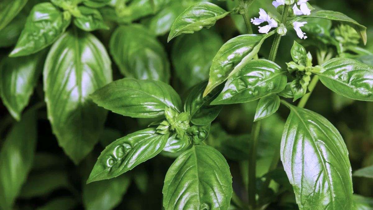 La albahaca es una planta medicinal que sirve para tratar algunas enfermedades