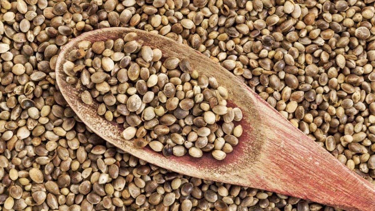 Las semillas de cáñamo son una de las fuentes de proteínas más saludables del mundo