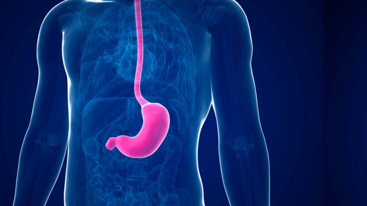 El estómago es un órgano muscular grande, hueco y con forma de alubia