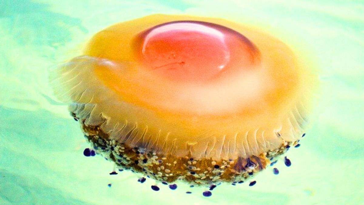 Alerta de plaga de medusas 'huevo frito' en costas españolas: posibles peligros y tratamientos de picadura