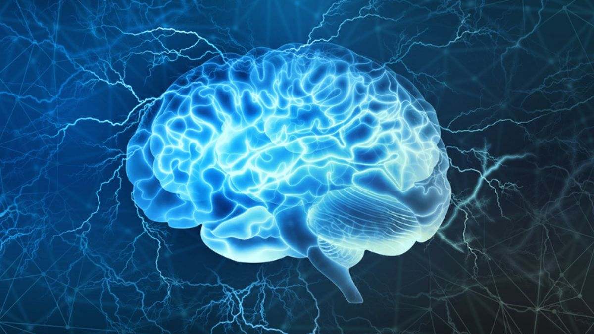 Un estudio de Harvard revela el alimento español que mejora la salud del cerebro y previene la longevidad: así lo come un médico todos los días