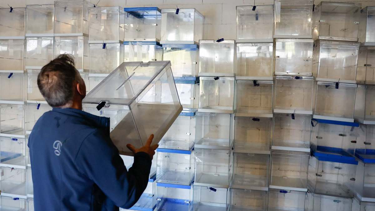Un trabajador apila urnas destinadas a los colegios electorales de las elecciones gallegas. Foto: EFE.