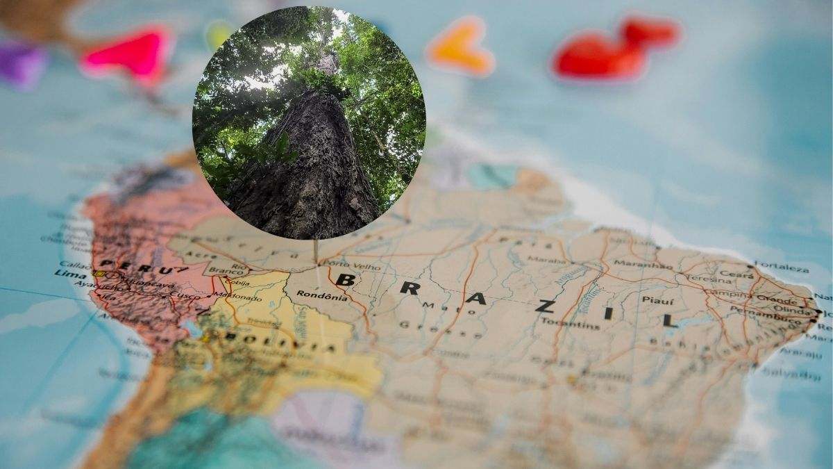 Se trata del árbol más alto jamás encontrado en la selva amazónica