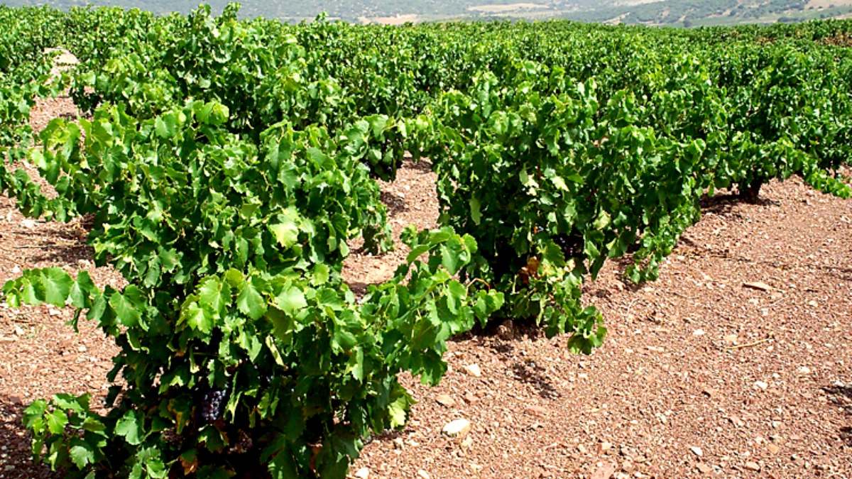 Aragón conocida por sus vinos de alta calidad y sabor intenso. 