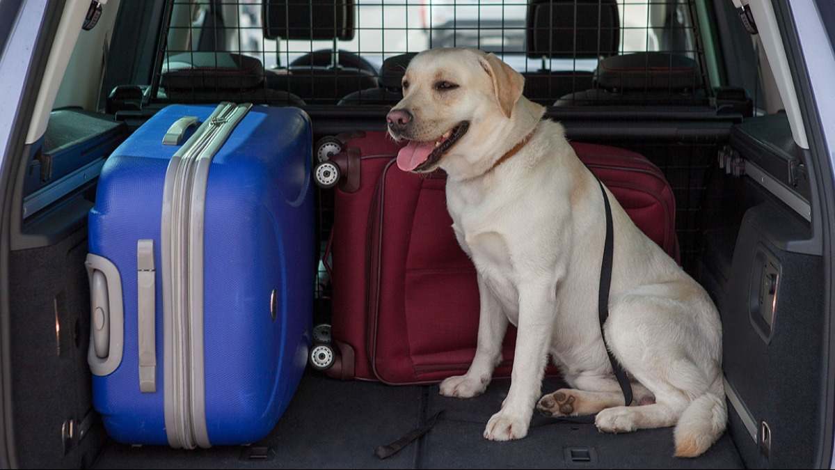 Mascotas perros viajar coche