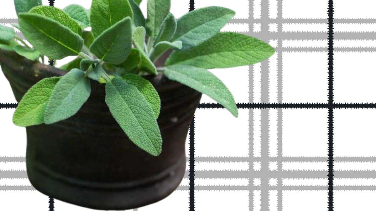 La salvia es una planta aromática con multitud de beneficios para la salud