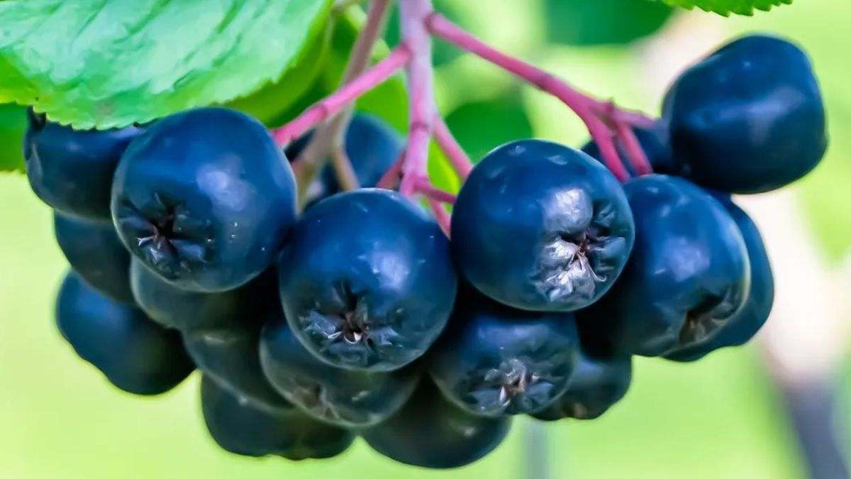 La aronia es una planta arbustiva de hoja caduca que puede llegar a 2,5 metros de alto y que tiene varios usos principales