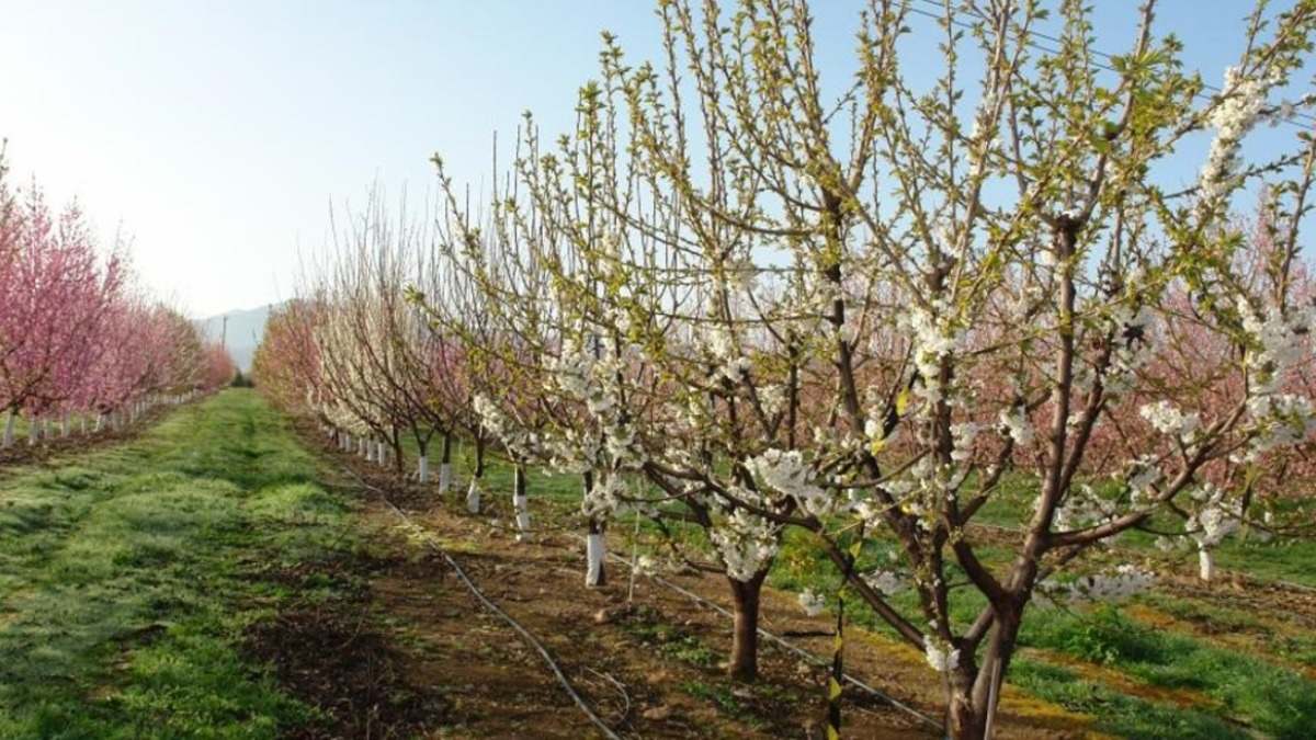 frutales