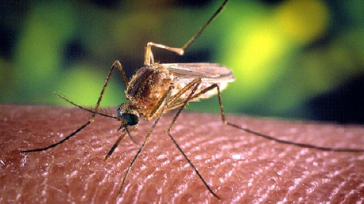virus-del-Nilo.jpg