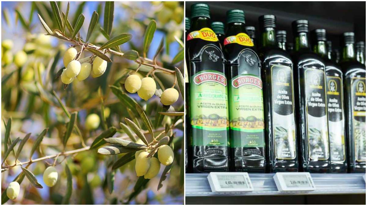 aceite de oliva en origen y supermercado