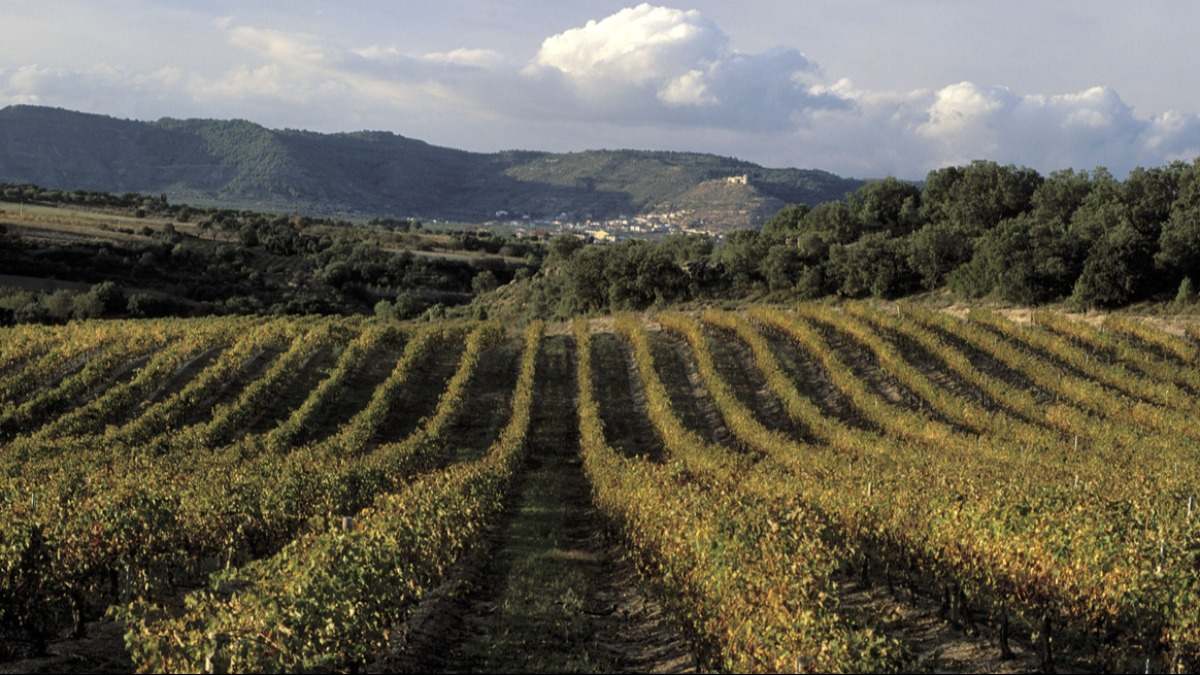 cafeparaelaborarvino