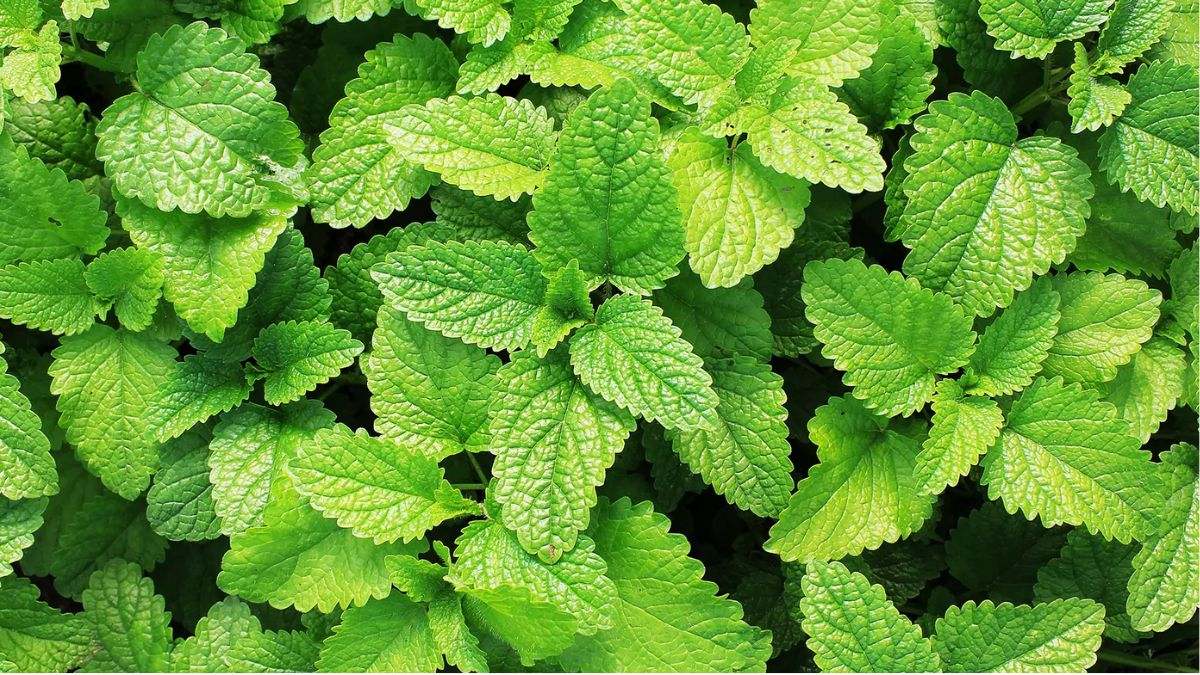 La menta es una hierba aromática y refrescante