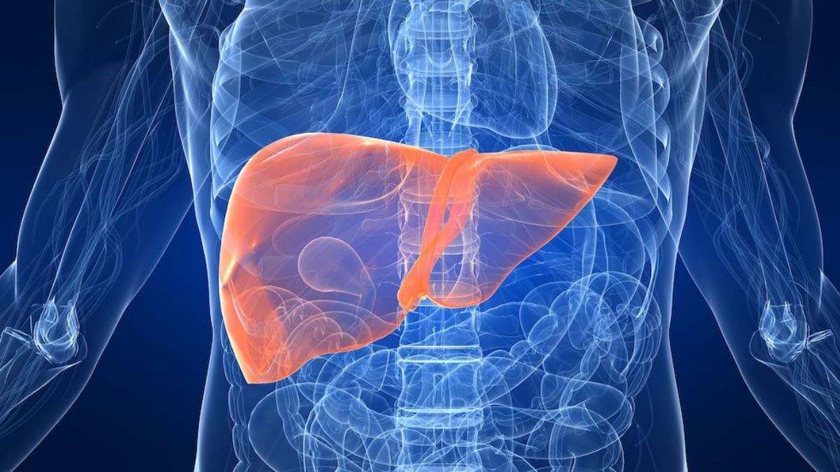 El hígado es el órgano interno más grande de nuestro cuerpo