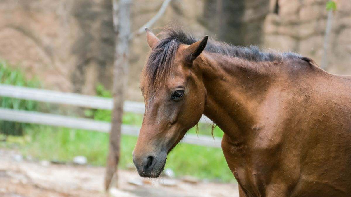 Fotografía de recurs de un caballo.