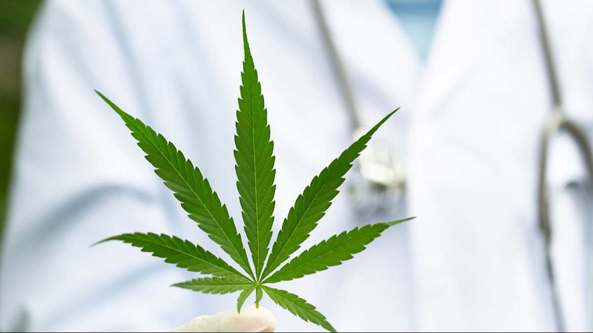 cannabis