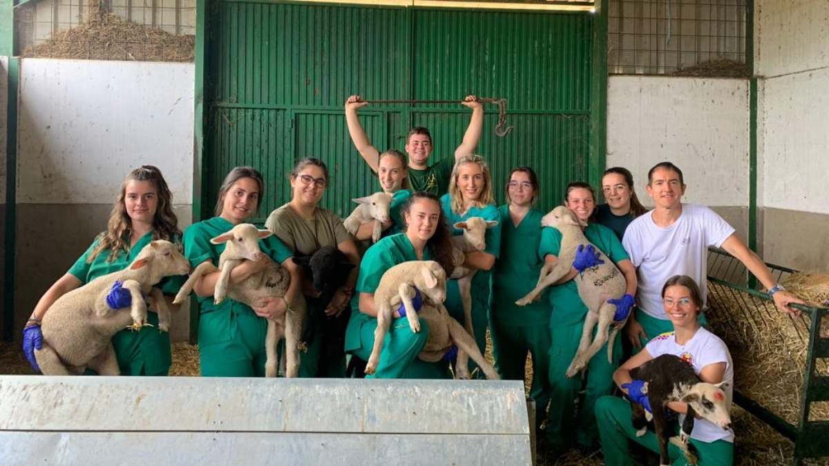 Jóvenes en explotaciones de ganado ovino