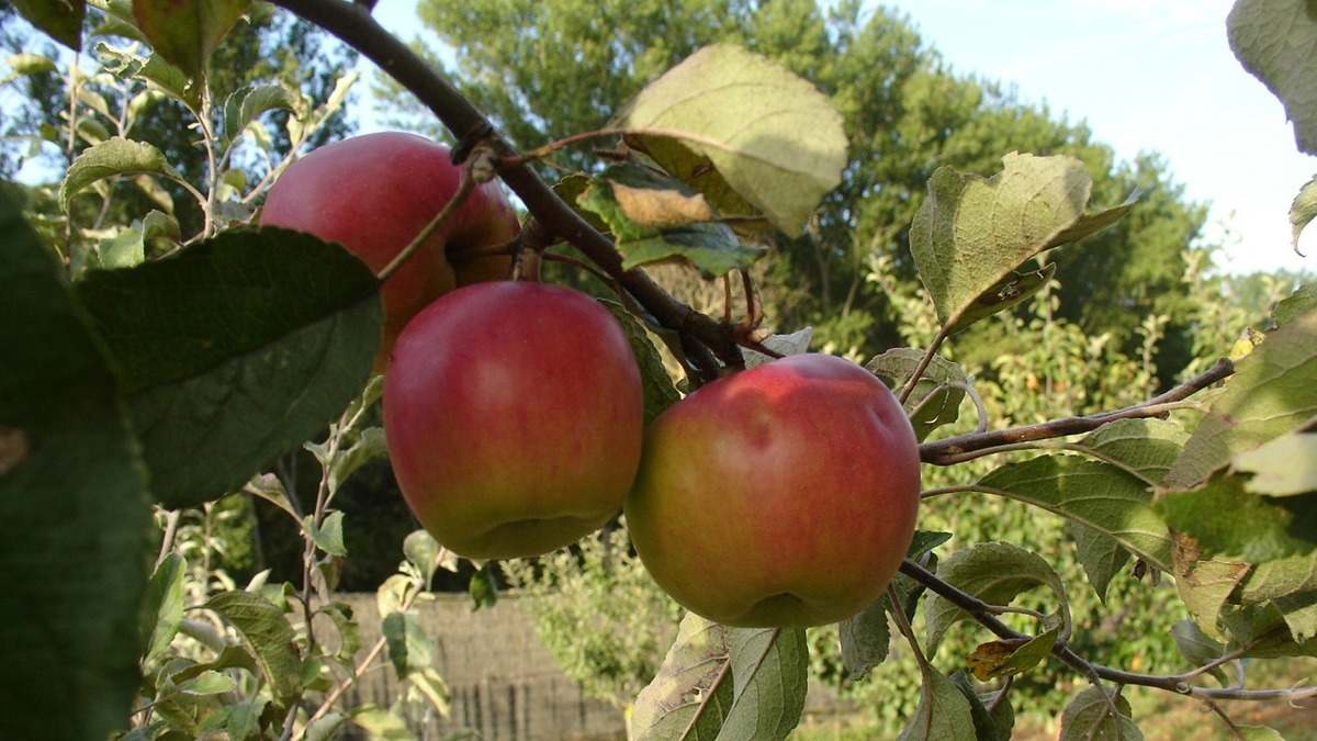 agricultura
