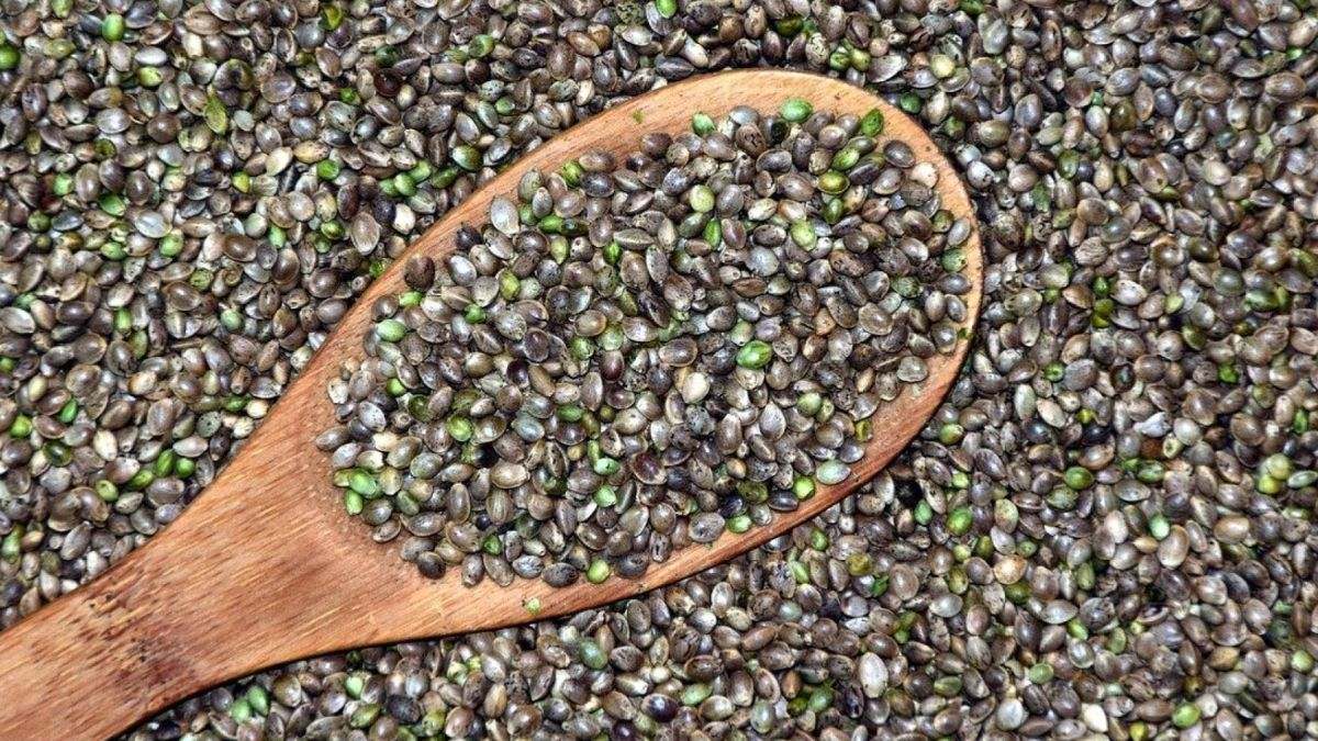 Las semillas de cáñamo para alimentación humana provienen de una variedad de planta denominada comúnmente "cáñamo industrial".