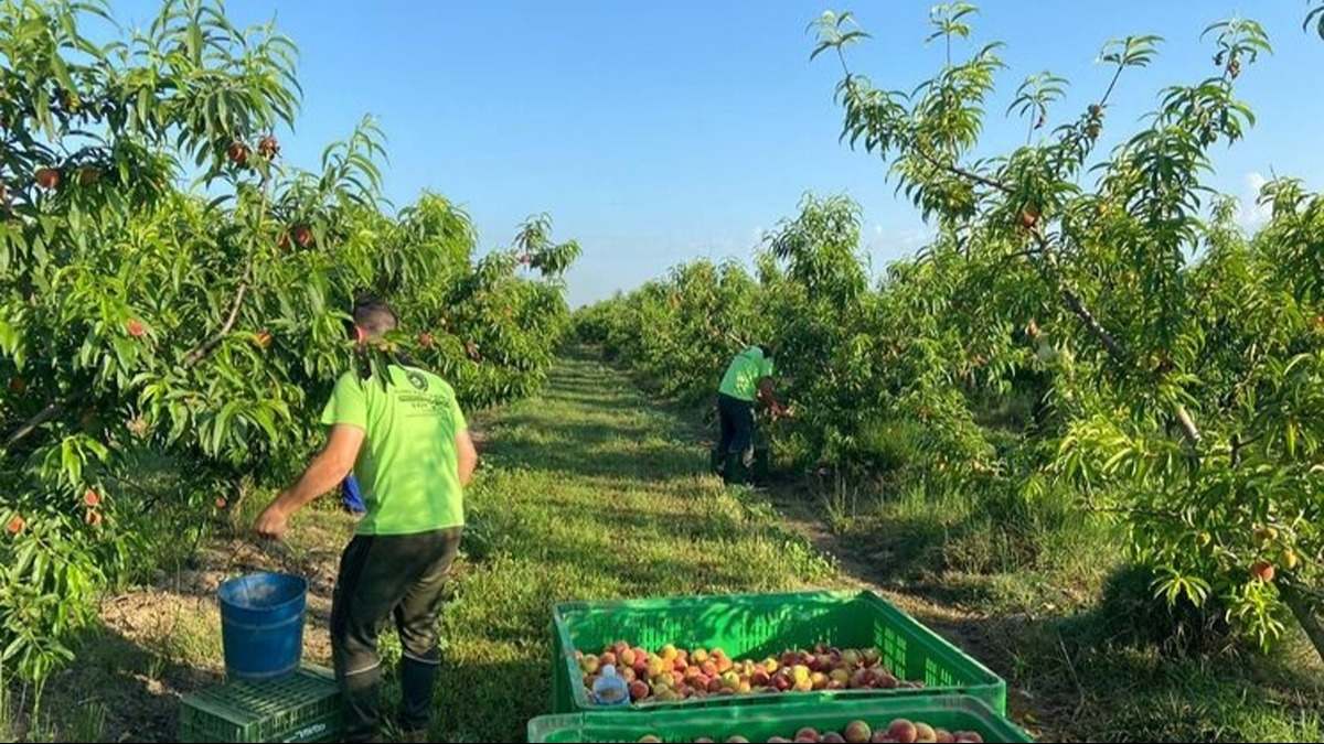 indeminizaciones seguros agrarios en Aragón