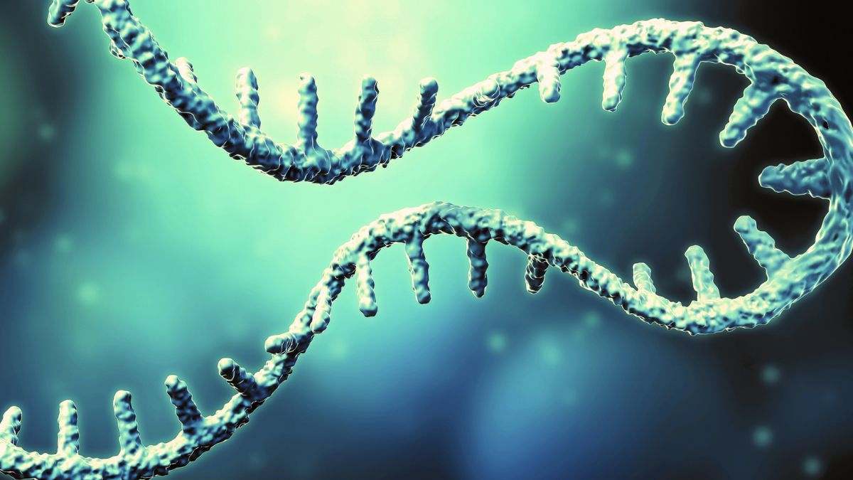 El ARN es una molécula, similar al ADN, que hace posible la síntesis de proteínas