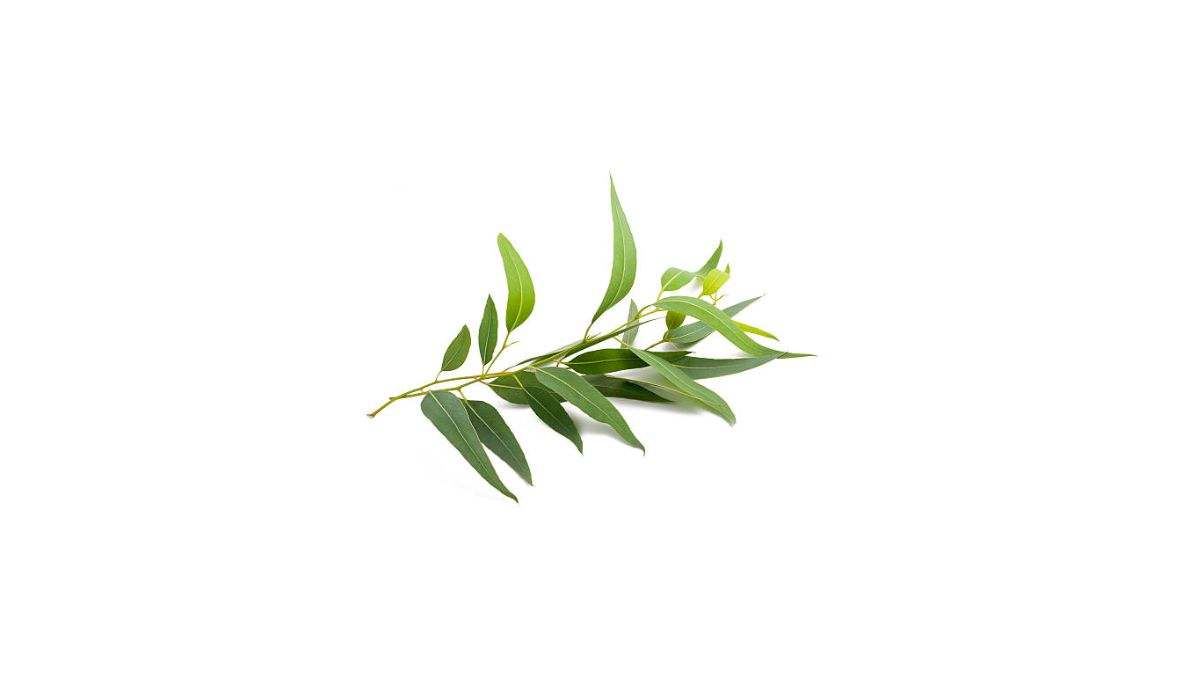 El eucalipto es muy utilizado en la industria farmacéutica en forma de jarabes, aceites, cremas y otras presentaciones