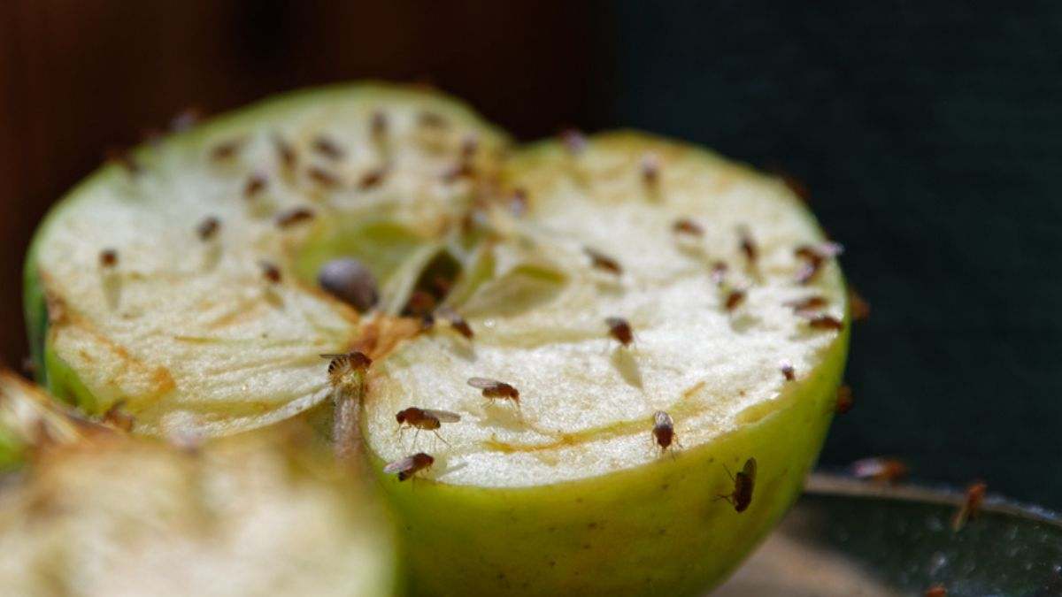 El origen de las moscas de la fruta y los métodos infalibles para eliminarlas este verano
