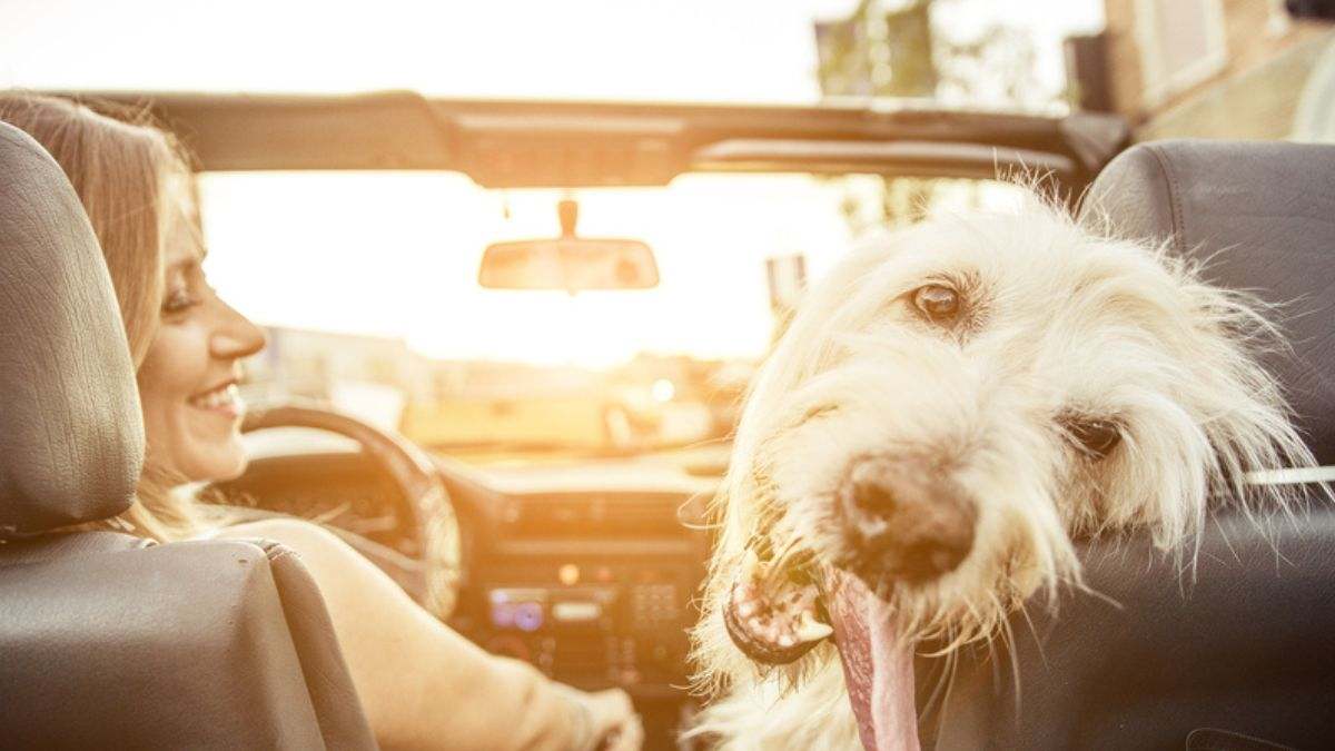 Los cerebros de los perros sintonizan mejor cuando les hablan mujeres