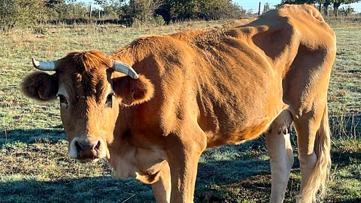Ejemplar de vacuno en el campo