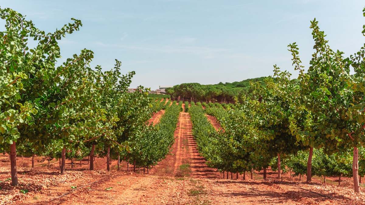 pistacho campo Castilla producción