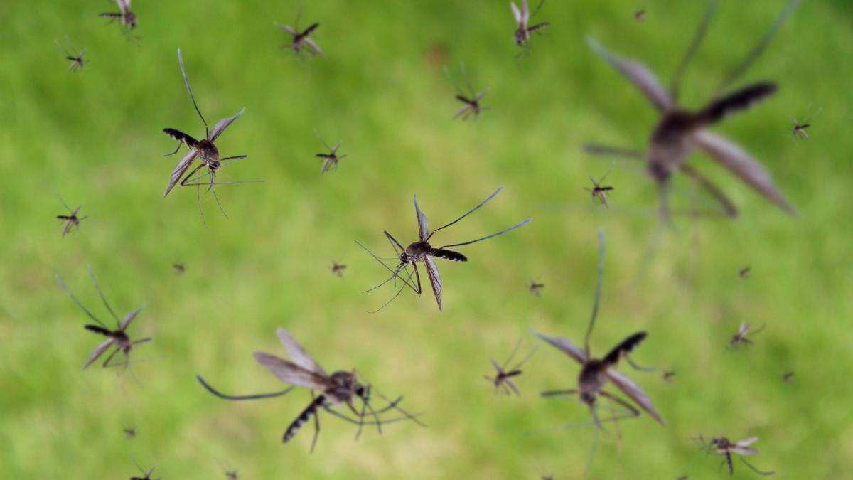 Esta es la planta milagrosa que aleja a los mosquitos del verano: nos protege durante 8 horas y actúa como insecticida