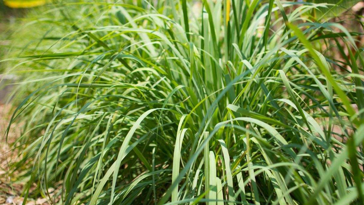 La citronela es una planta originaria del sur y el este de Asia