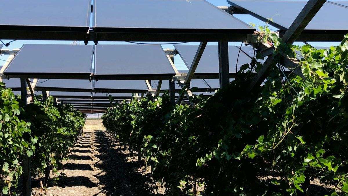 Viñedos con placa solares, el invento que mejora la calidad del vino
