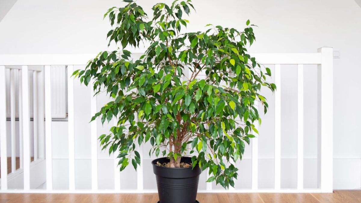 Es la planta más cultivada en los interiores de nuestras casas