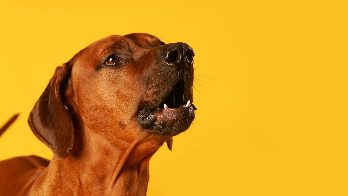 Imagen de recurso de un perro ladrando.