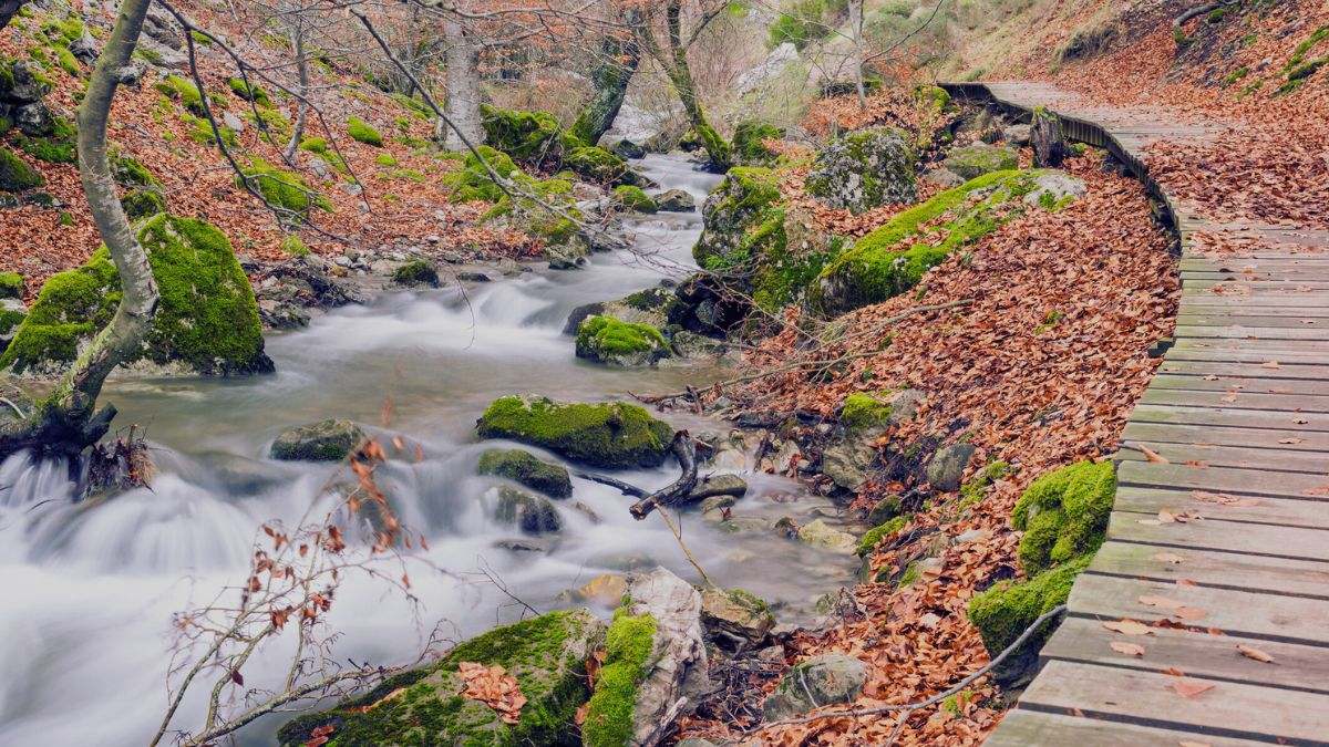 Fotografía del bosque de hayas de Ciñera, León (España) conocido como Faedo, declarado el bosque mejor conservado de España en 2007
