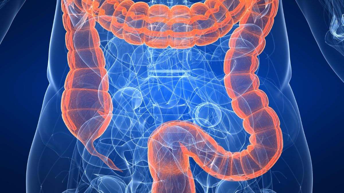El colon es parte de nuestro sistema digestivo